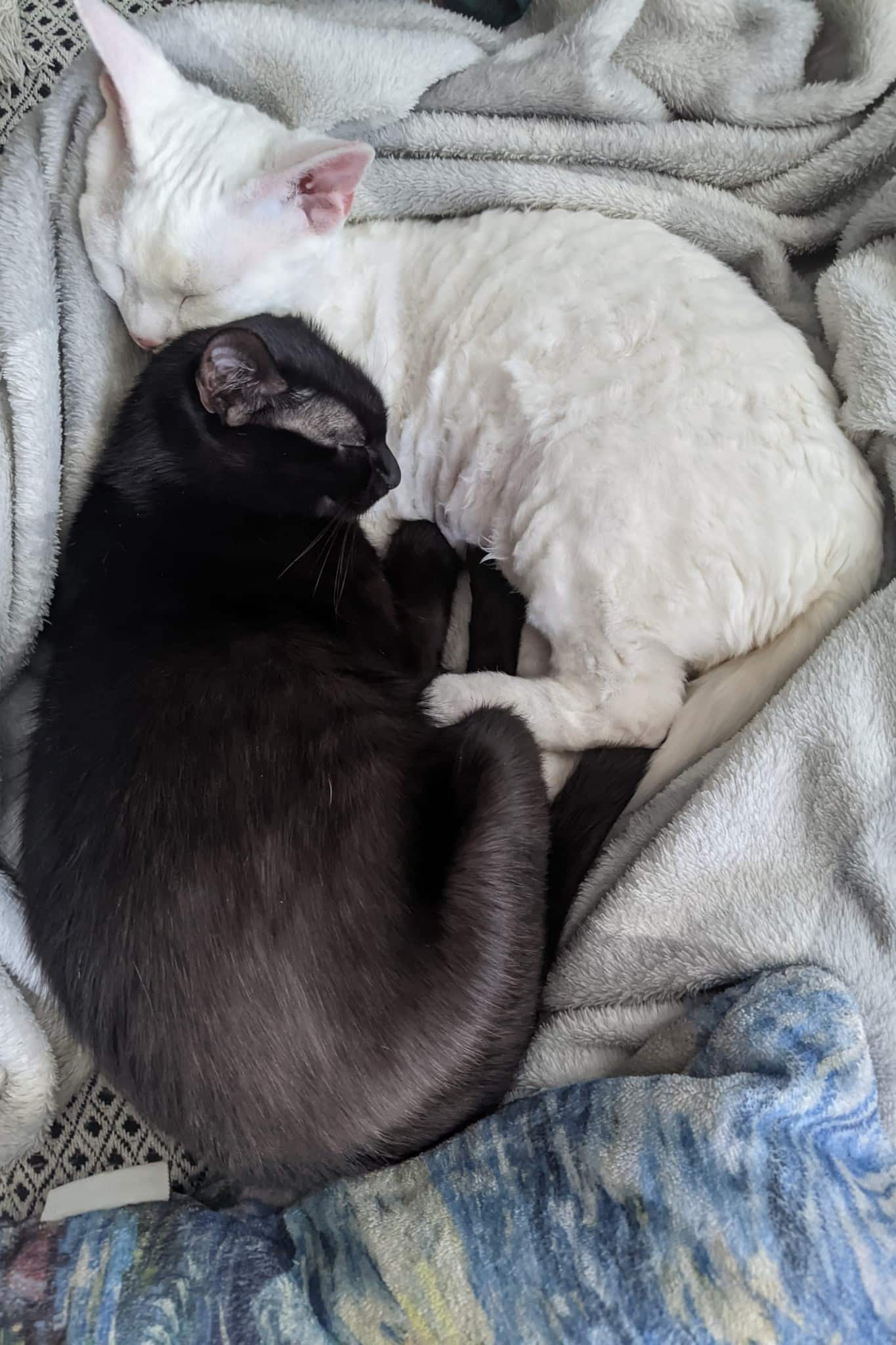 WhatsApp Image 2026-03-25 at 17.11.46