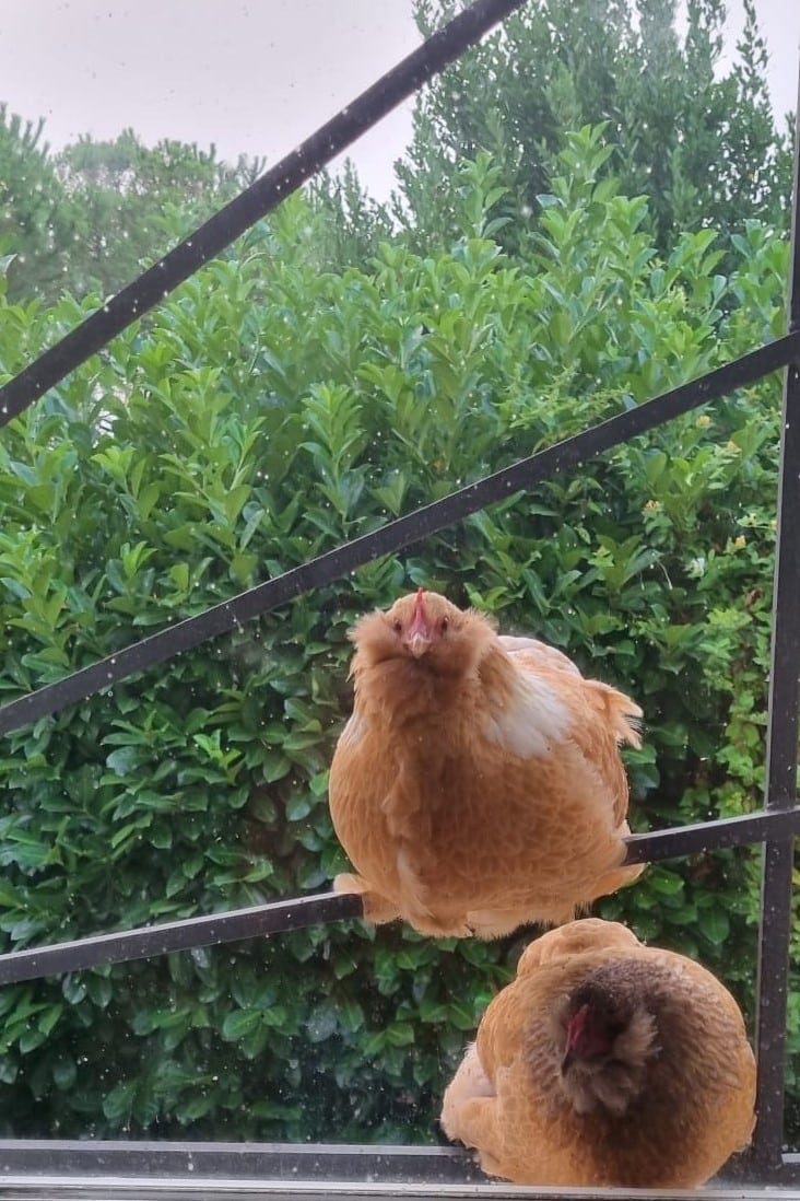 WhatsApp Image 2026-03-25 at 19.01.16